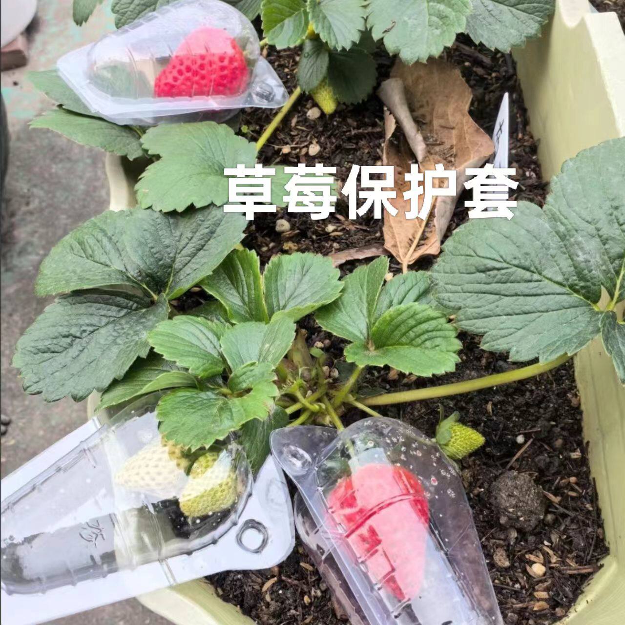 防鸟防虫草莓塑料保护套袋草莓种植保护壳果园种植防鼠透气塑料罩
