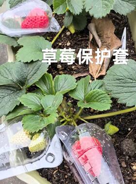 防鸟防虫草莓塑料保护套袋草莓种植保护壳果园种植防鼠透气塑料罩