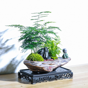 文竹盆栽室内绿植物花卉客厅办公室桌面好养活四季常青送礼小盆景