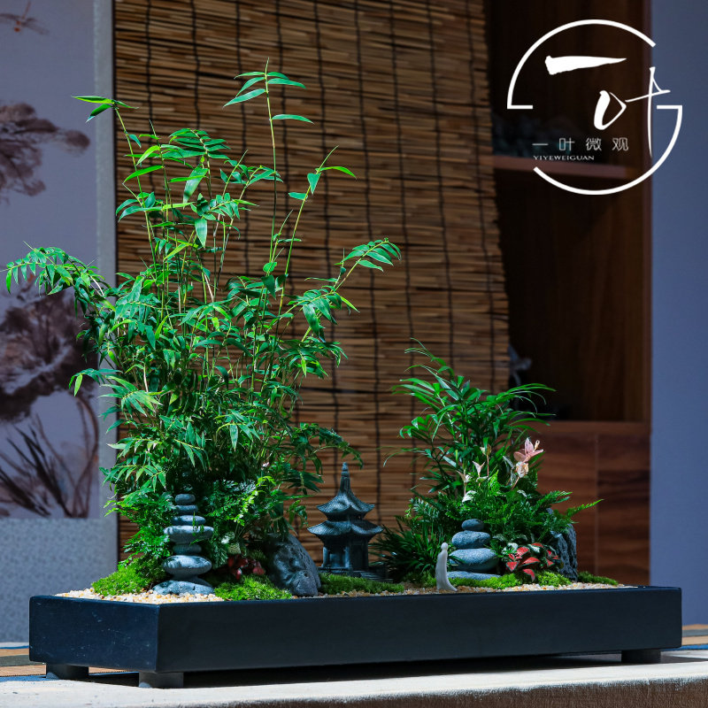 文竹新中式禅意微景观大气乔迁送礼客厅办公室绿植物盆栽大盆景