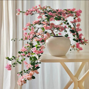 绿樱三角梅盆栽老桩红樱花中国红云南紫大苗可爬藤大桩高飘枝庭院