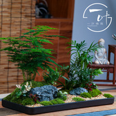 文竹微景观之花雨弄室内办公室花卉绿植物盆栽四季 常青盆景防辐射