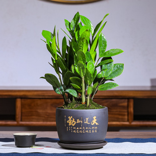 金钱树盆栽植物室内办公室客厅招财绿植钱串子四季 常青花卉盆景