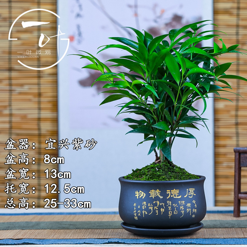 竹柏清香驱蚊竹盆栽盆景绿植窗台室内办公室四季常青易养活植物