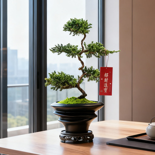 五层塔松树盆栽办公室绿植乔迁新居开业礼物真柏盆景室内真植物