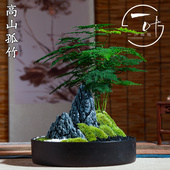文竹禅意微景观高山孤竹办公室茶桌摆件四季 常青防辐射净化空气