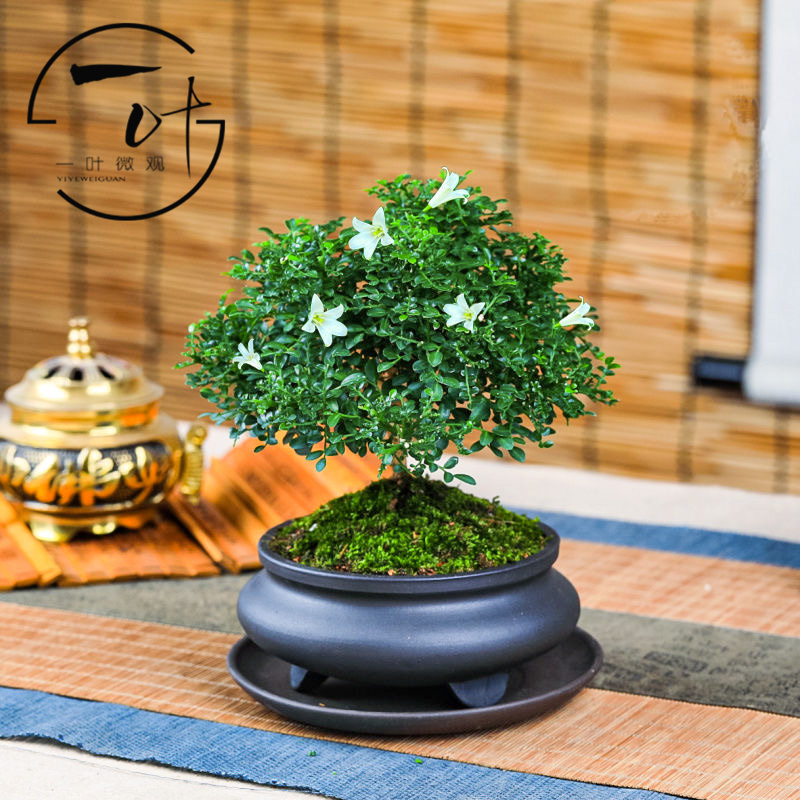 台湾达摩小叶九里香办公桌桌面盆栽绿植微型禅意盆景净化空气