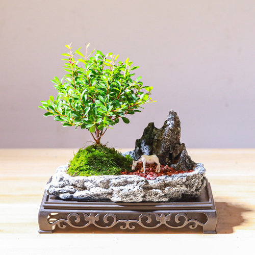小叶赤楠喜阳喜水盆栽盆景微型迷你植物茶几窗台阳台四季常青绿植 - 封面
