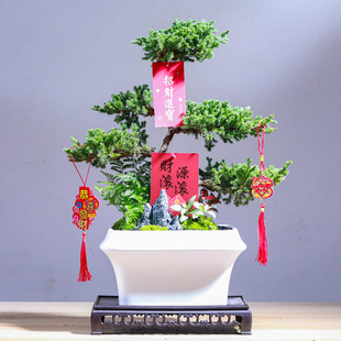 五层塔松树盆栽办公室绿植乔迁新居开业礼物真柏盆景室内真植物