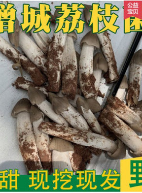 增城荔枝菌野生新鲜荔枝菇食用菌磨菇五月菇鸡枞菌肉爽清甜美味1