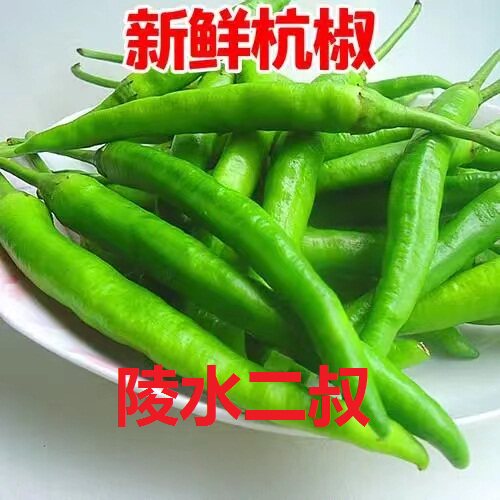 海南陵水新鲜杭椒不辣微辣小孩都能吃清脆爽口不带皮散装