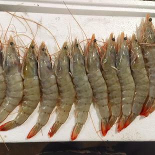 海水大虾 冷冻虾白对虾 顺丰冷链包邮