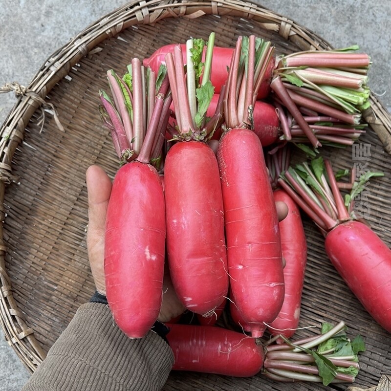 水萝卜白心红萝卜新鲜红皮萝卜泡菜红皮农家湖北萝卜原料蔬菜胭脂