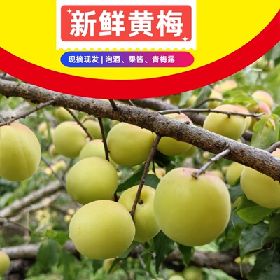 诏安高山老树小黄梅泡酒专用新鲜青梅