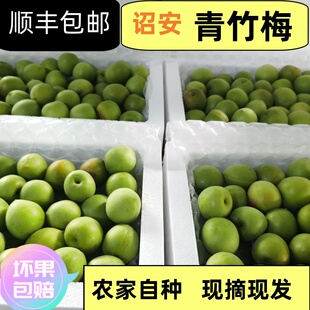 诏安自产自销果园种植青梅 泡青梅酒 青梅酵素 青梅露