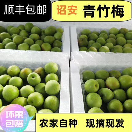 诏安自产自销果园种植青梅 泡青梅酒 青梅酵素 青梅露