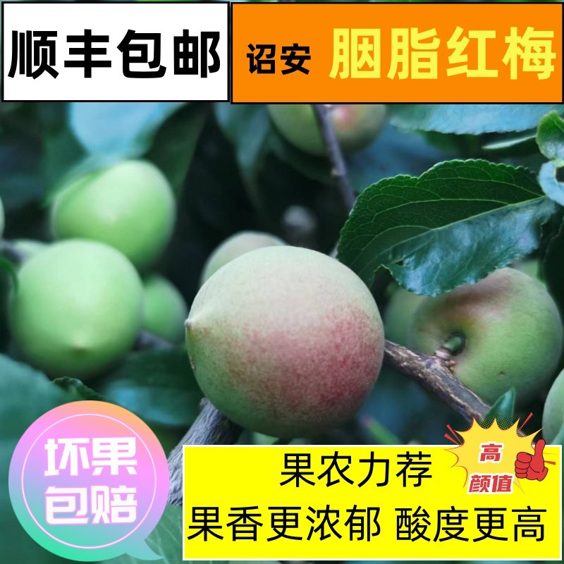 自产自销果园种植胭脂青梅