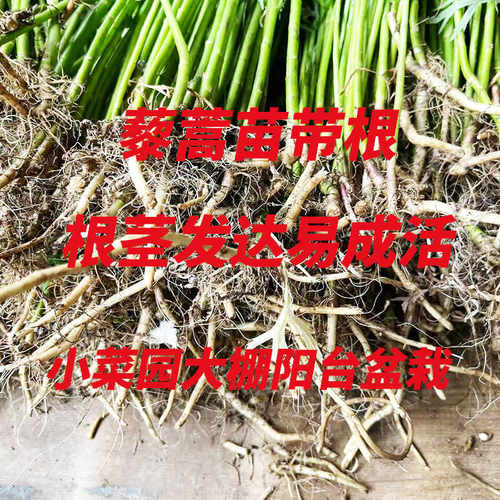 藜蒿苗带根现挖现发易成活