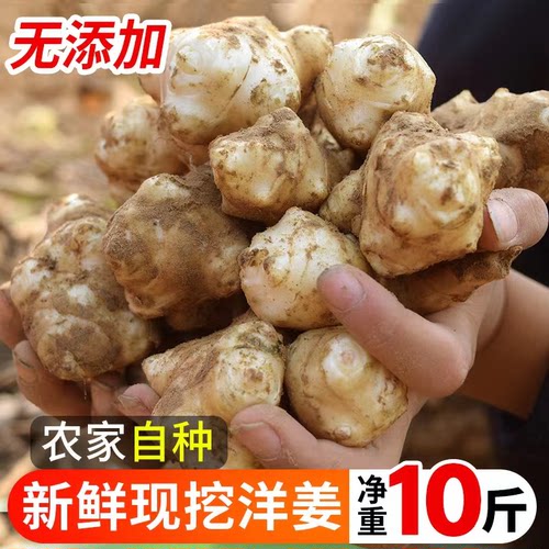 新鲜洋姜现挖菊芋野鬼子姜