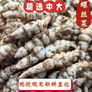 精选中大新鲜螺丝菜宝塔菜葫芦牯牛泡酱菜甘露子散装农家鲜地玉环