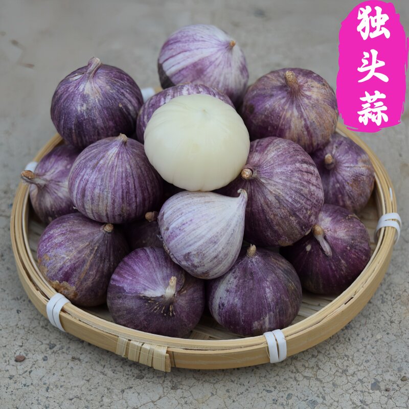 紫皮独头蒜2026新鲜独蒜头蒜头农产品蔬菜大蒜头红皮独瓣蒜独蒜头