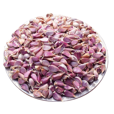2025紫皮小蒜瓣红皮蒜苗蒜白帽蒜苔蒜农家苔蒜寒蒜二月早川蒜瓣子