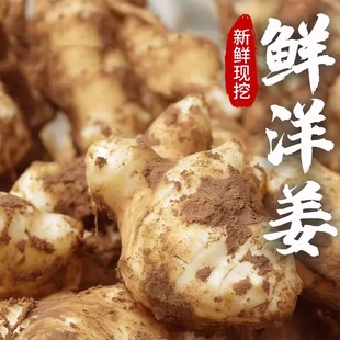 精选大果现挖新鲜洋姜新鲜鬼子姜不辣生洋姜农家蔬菜泡酱炒菜菊芋