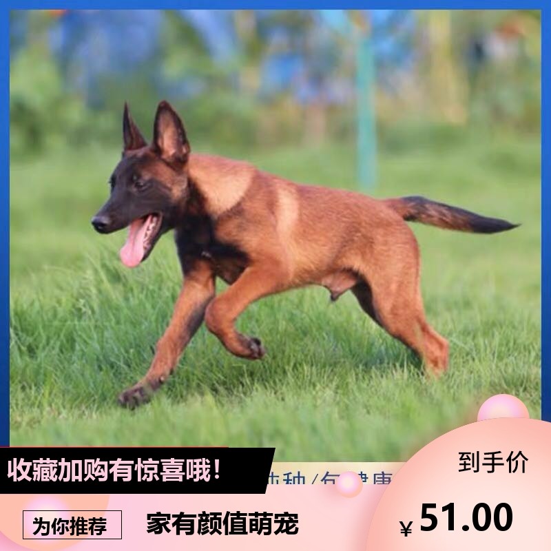 出售纯种马犬,三个月标准马犬图片_大山谷图库