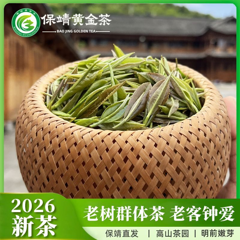 【老树群体茶】2026新茶叶保靖黄金茶浓香耐泡清明茶绿茶500g袋装