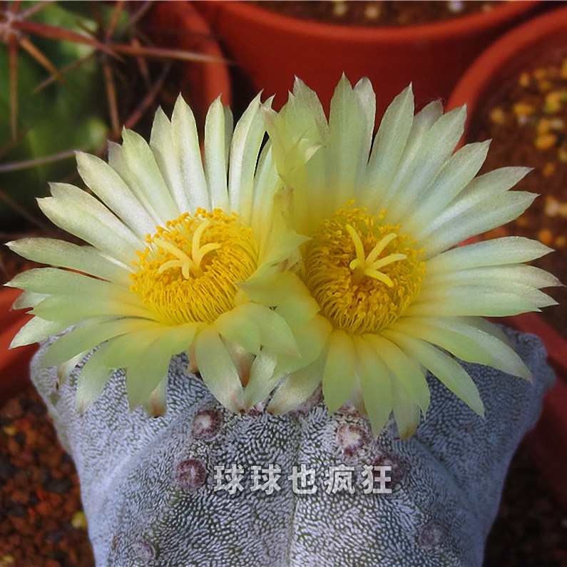 五角银沙鸾凤玉 星球属 易开花大黄花品种 实生仙人球 满包邮