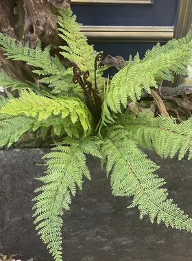 高品质手感大蕨叶蕨草蕨类植物造景绿植壁挂墙面垂吊假草插花设计