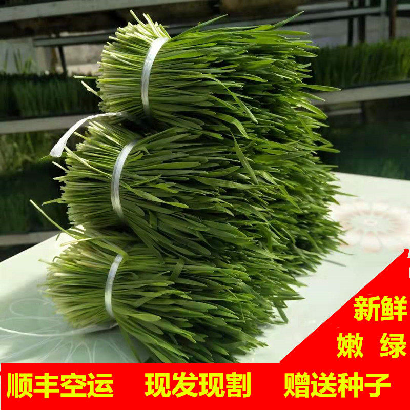 新鲜小麦草大麦草榨汁小麦苗大麦苗做青团农家种植酵素高碱性麦芽