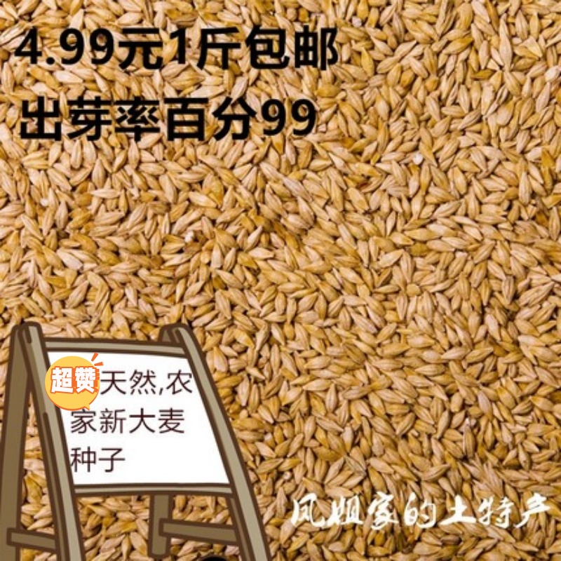 【收藏送教程】大麦发芽率高