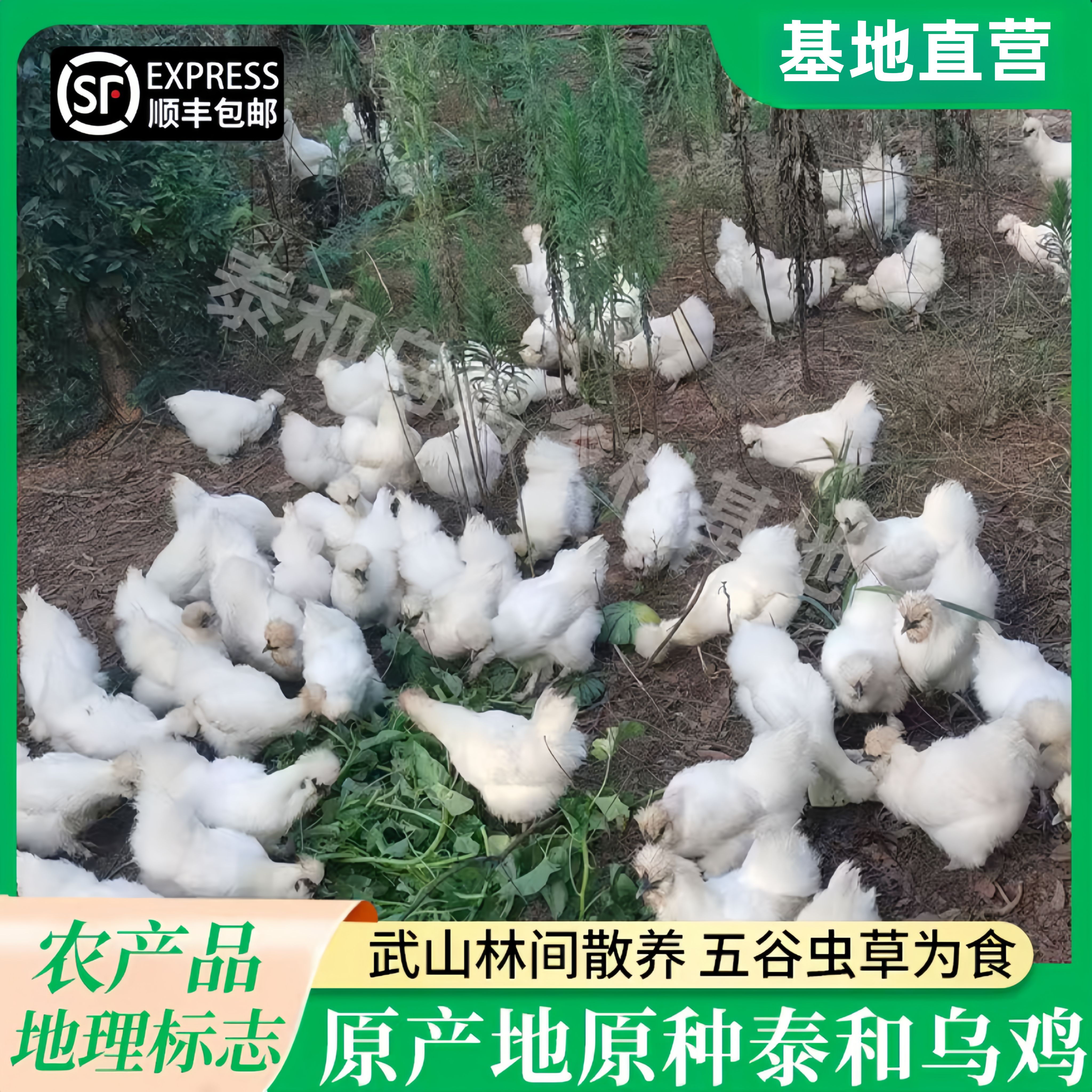 纯种泰和乌鸡小鸡活苗白凤乌鸡