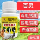 禽类鸡鸭鹅鸽子鹌鹑畜兔子牧农村散养家禽养殖畜牧养殖备用添加剂