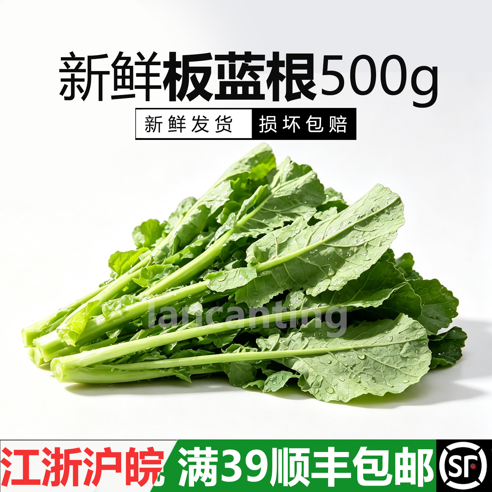 新鲜板蓝根500g餐饮特色蔬菜白灼