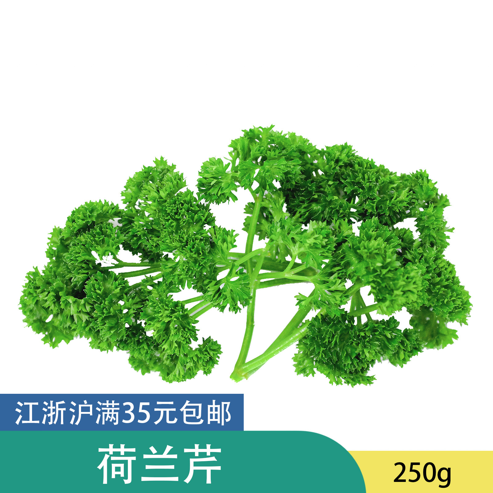 荷兰芹 法香 海底捞火锅冷盘配菜点缀植物装饰美观 日料海鲜摆盘