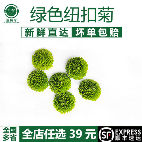 绿色彩菊20朵刺身摆盘装饰