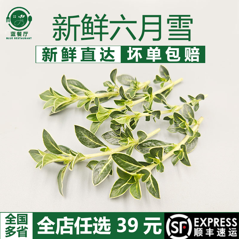 蓝餐厅六月雪碎叶冬青烘焙糕点