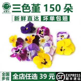 新鲜三色堇可食用鲜花150朵酒店西餐花草摆盘日料烘焙装饰点缀