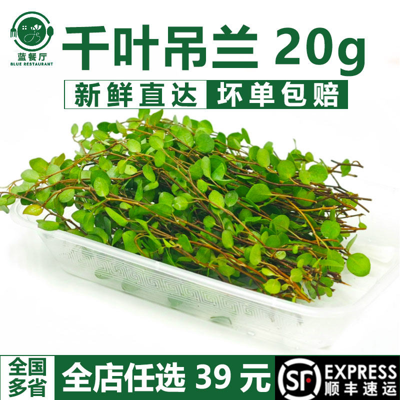 千叶吊兰20g蛋糕烘焙酒装饰叶子