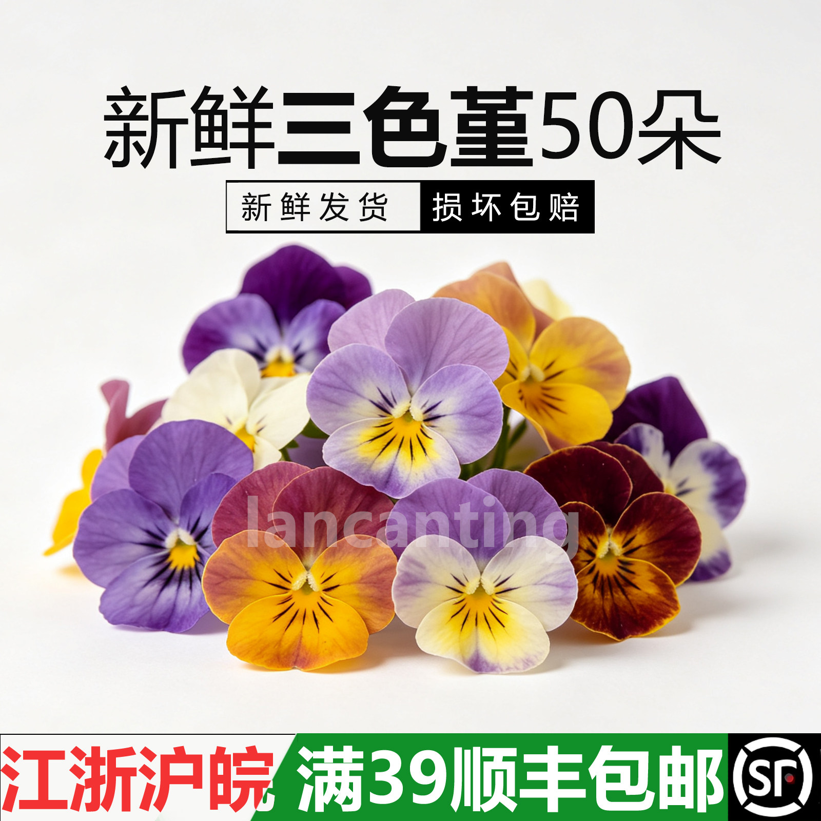 三色堇商用餐企专用摆盘花草新鲜图片