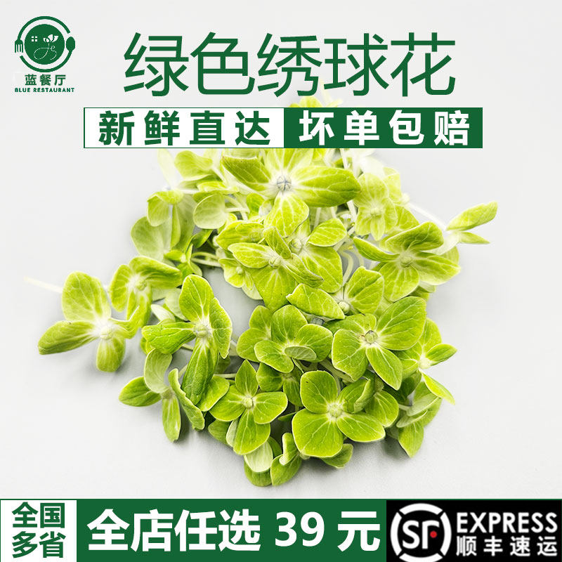 蓝餐厅新鲜绿绣球50朵花草摆盘