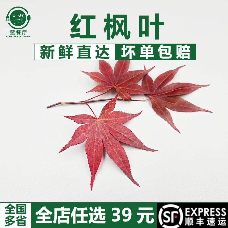 蓝餐厅新鲜红枫叶30片/盒