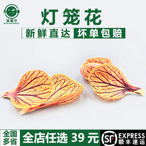 蓝餐厅新鲜灯笼花瓣金玲风铃