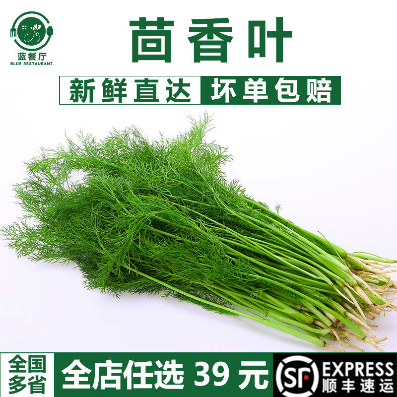 蓝餐厅顺丰发货新鲜茴香叶500g