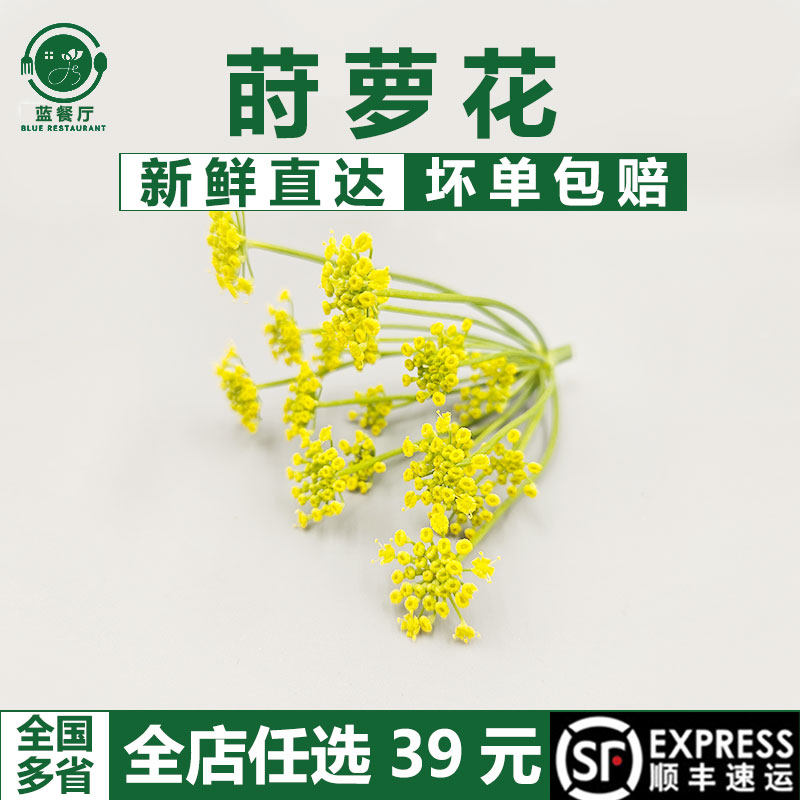 新鲜莳萝花30支茴香花餐厅甜品