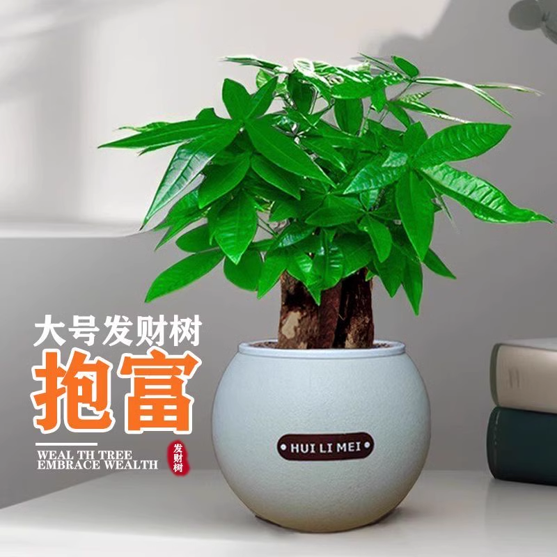 【大漠叔叔】大三杆发财树圆盆耐旱绿植办公桌好养绿色植物