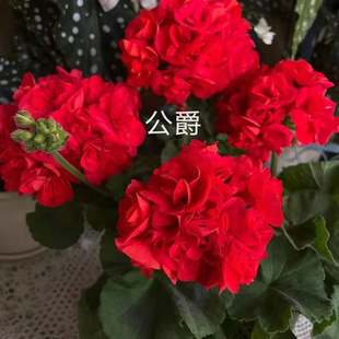 [自选满3颗包邮]直立重瓣单瓣天竺葵小苗包对版