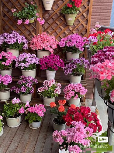 蝴蝶梅小苗不同品种不同花色包对版